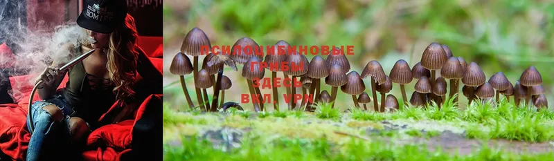 Псилоцибиновые грибы Psilocybe Опочка